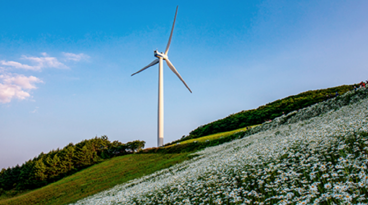 청옥산 육백마지기