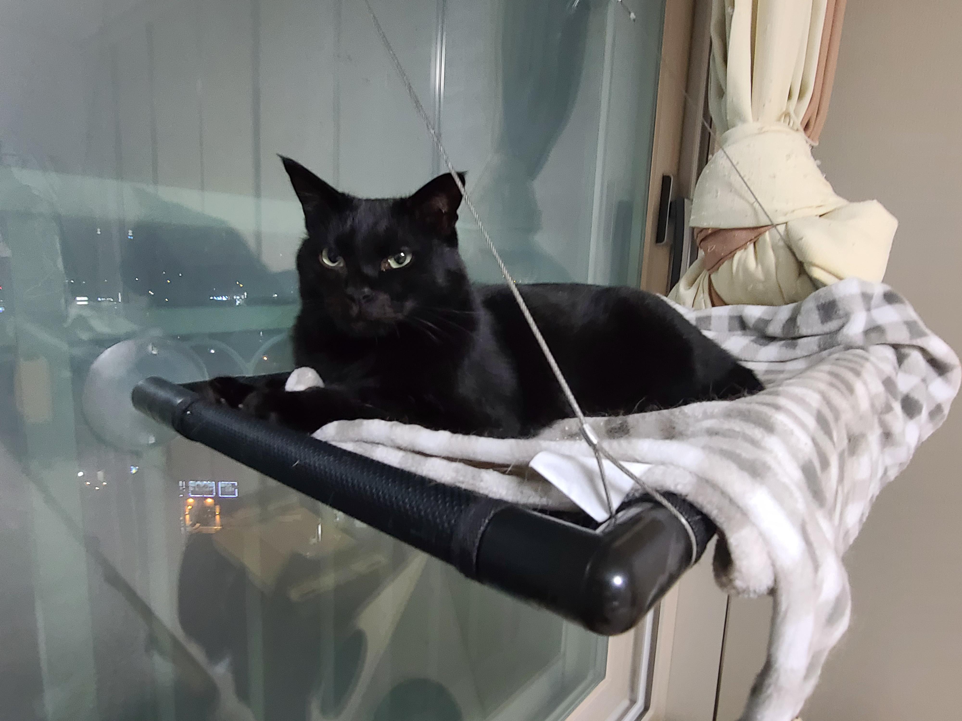 집사의 포커페이스의 중요성(feat. 창밖보는 멋쟁이 건이)