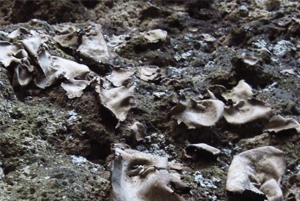 석이버섯 효능02