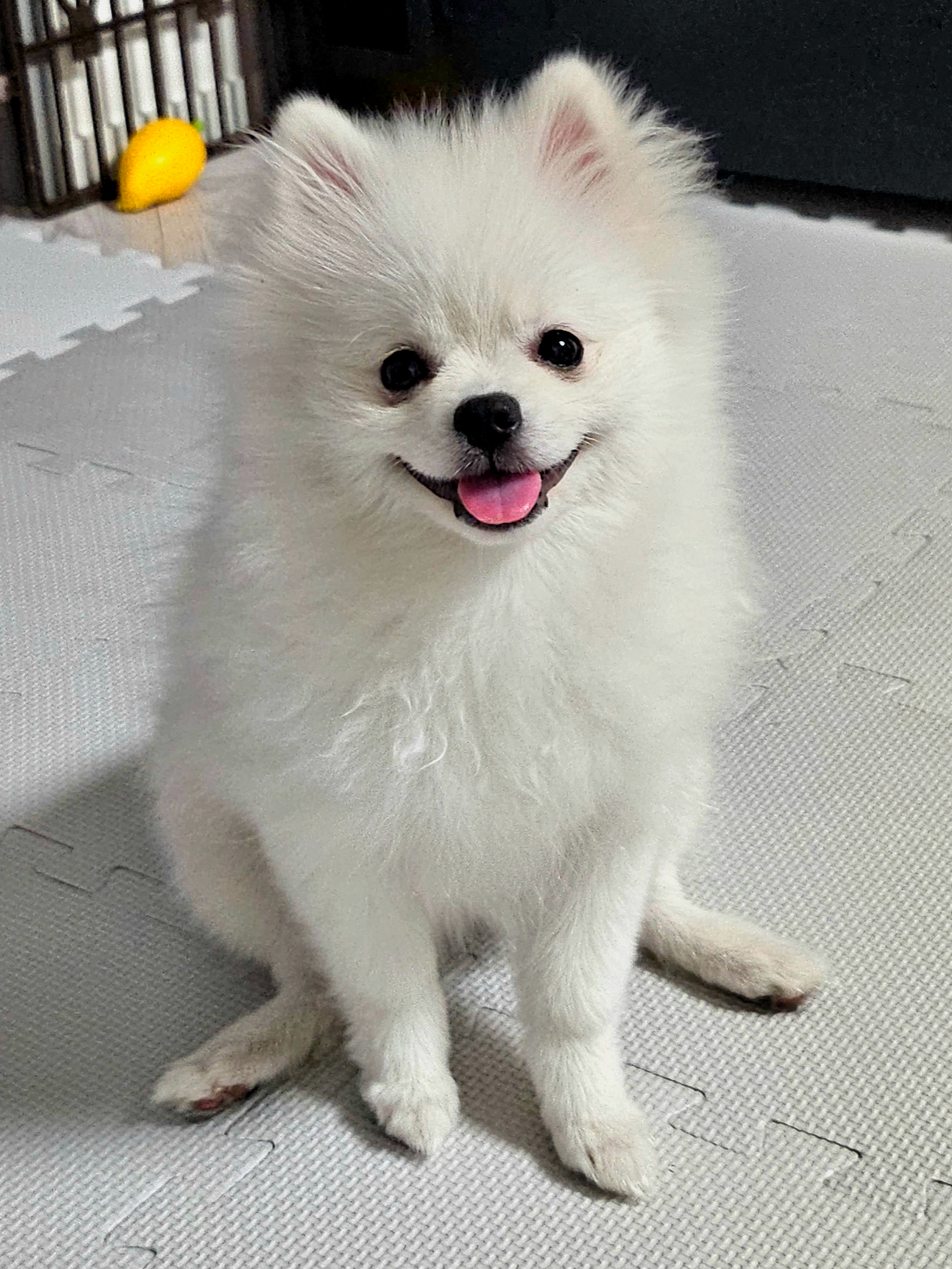 웃고 있는 하콩