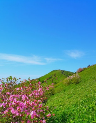 소백산 철쭉 개화시기
