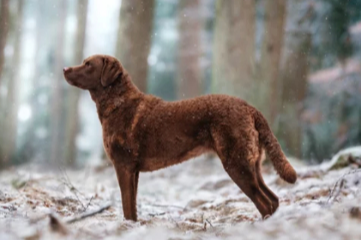 체서피크 베이 레트리버 사진