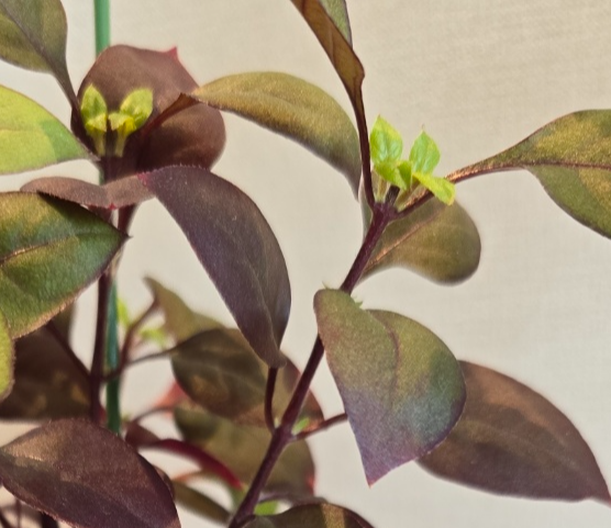 가지치기해주고난뒤 나오는 새순의 모습