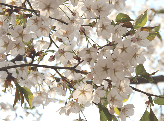 인천대공원벚꽃