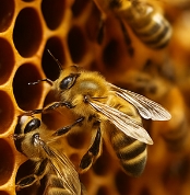 프로폴리스 효능