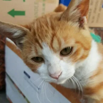 작은고양이 쪼꼬미 냥이 매력 탐구 귀여움 분석_16