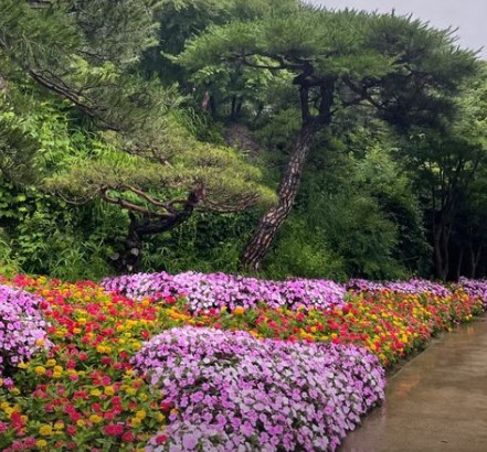 화담숲 수국축제