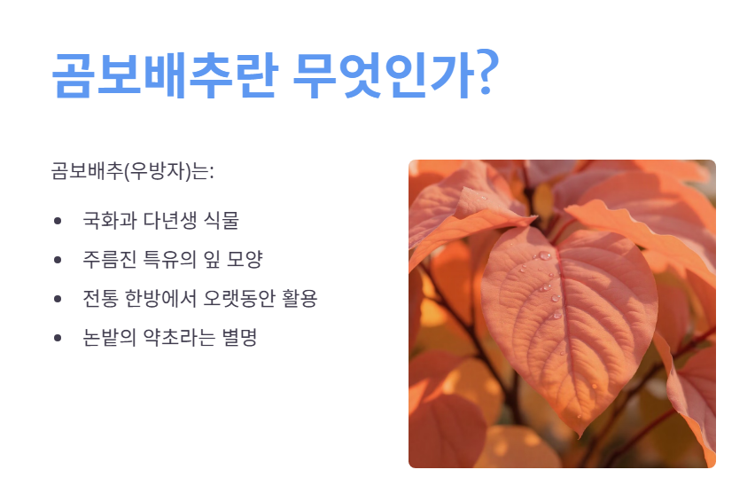 곰보배추 란 무엇인가