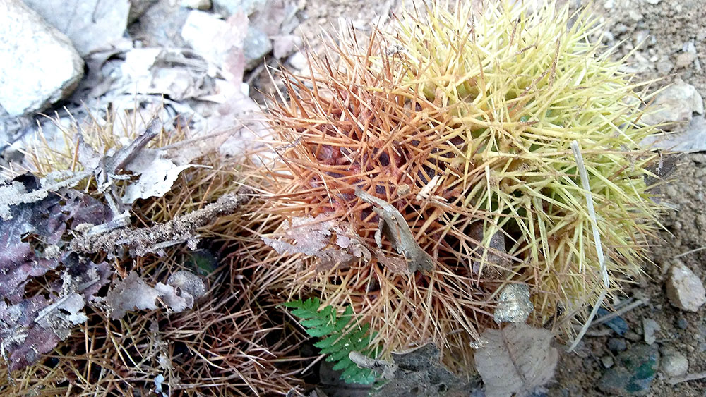 관악산&middot;삼성산 '누가 이 많은 밤을 다 먹었을까?'