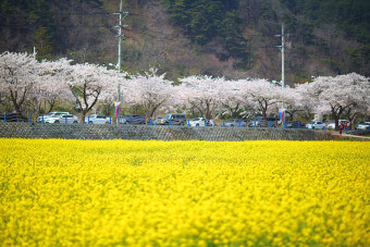 삼척 맹방 유채꽃