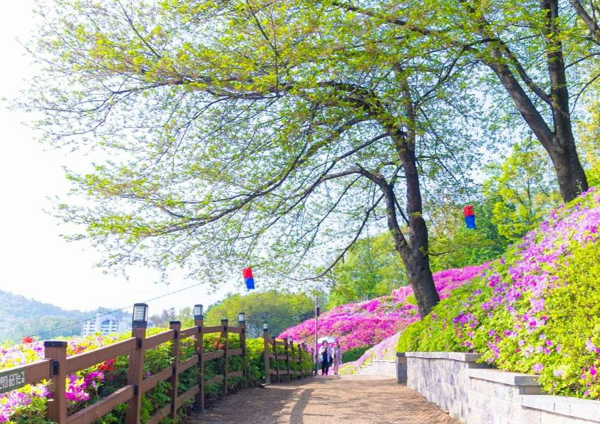 군포 철쭉축제