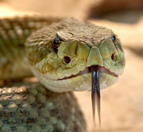 혀 내밀고 있는 방울뱀