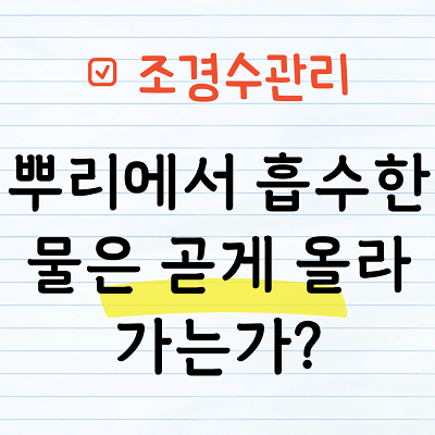 뿌리에서 흡수한 물은 곧게 올라가는가
