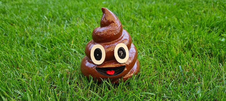 똥 화장실 대변 똥물