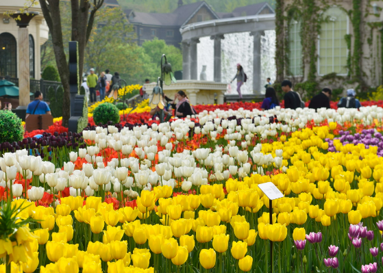 에버랜드튤립축제