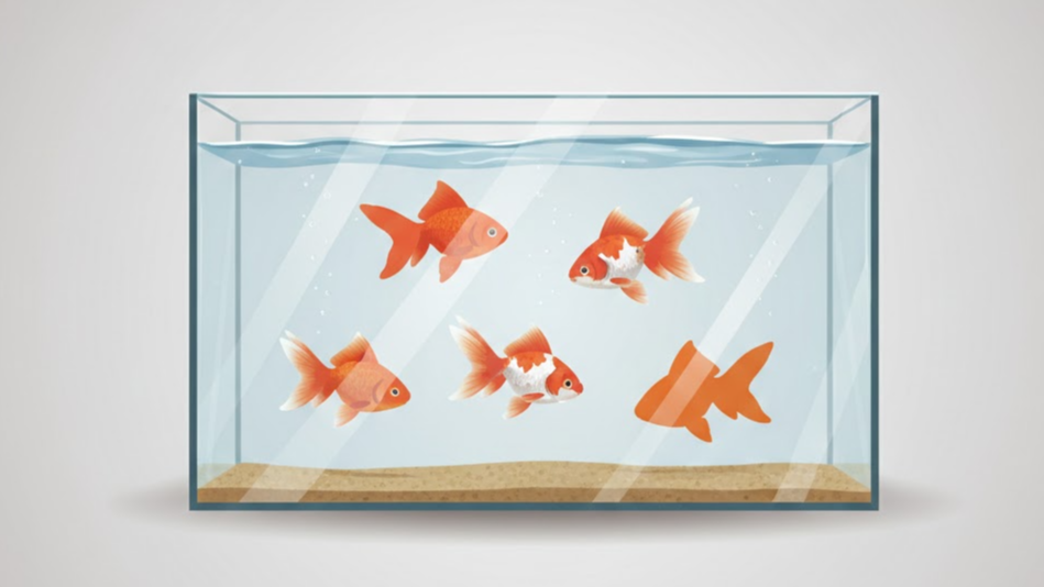 금붕어 여러 마리 꿈 해몽: 소식·관계·작은 운 8가지(결말이 핵심)