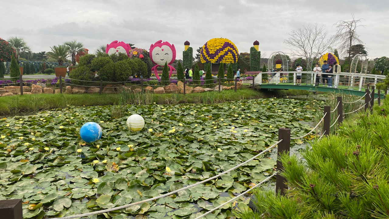 태안 가을꽃박람회의 연못에 무수한 연꽃이 피었다.
