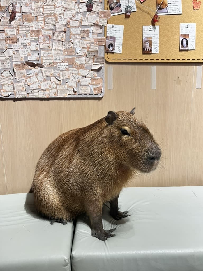 카피바라