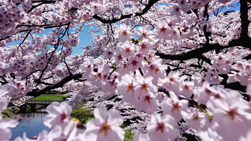 2025 벚꽃 개화시기