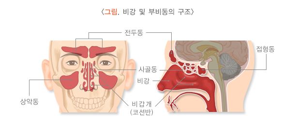 비강-및-부비동-구조를-그린-그림
