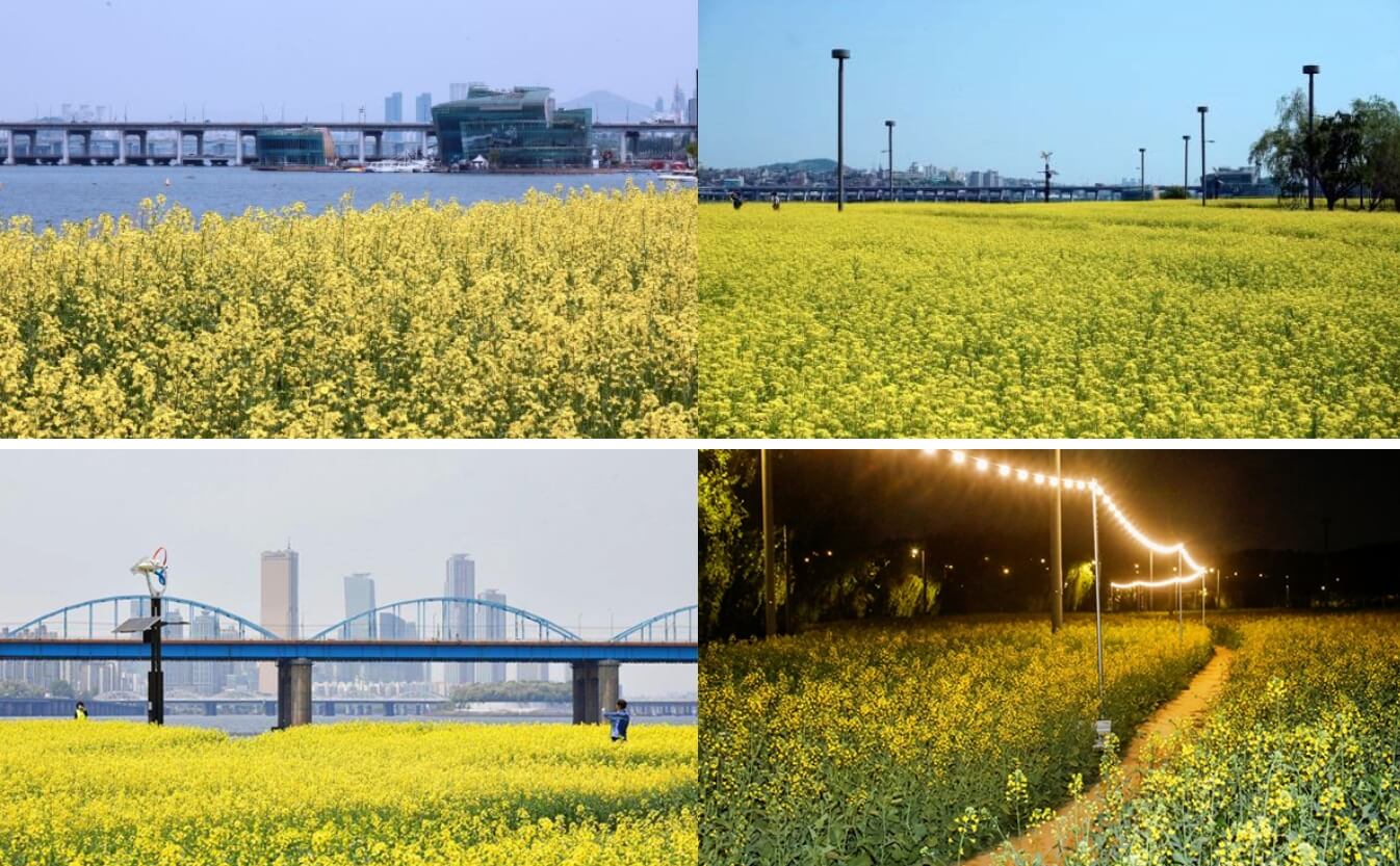 한강 주변, 서래섬 유채꽃 나들이, 구리 유채꽃 축제일정