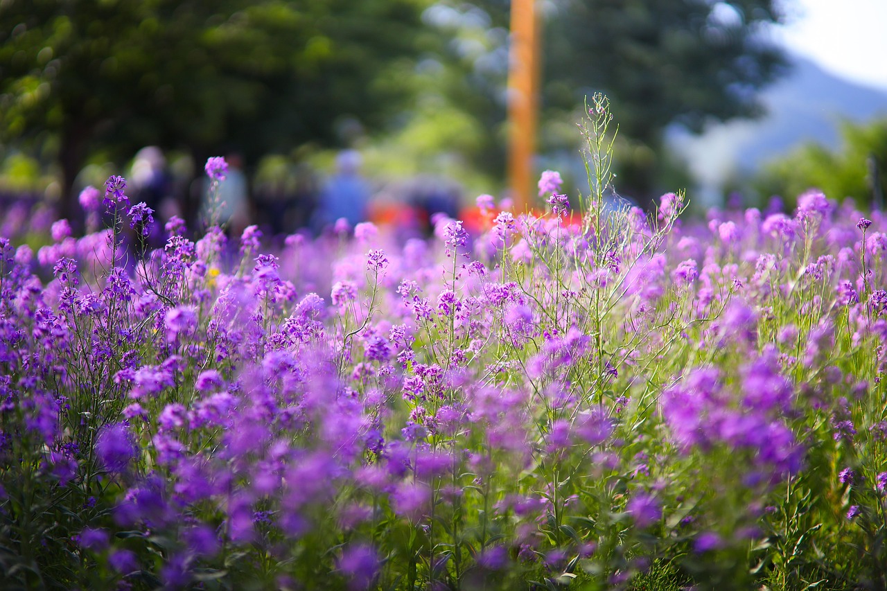 관매도 유채꽃 축제 섬 전체가 노랗게 물드는 봄날