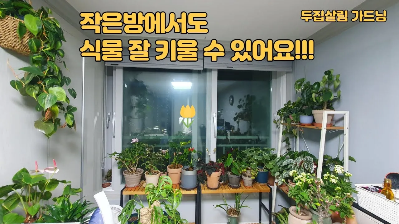 작은 원룸 식물배치 저조도선택 물주기 공간절약 아이디어_2