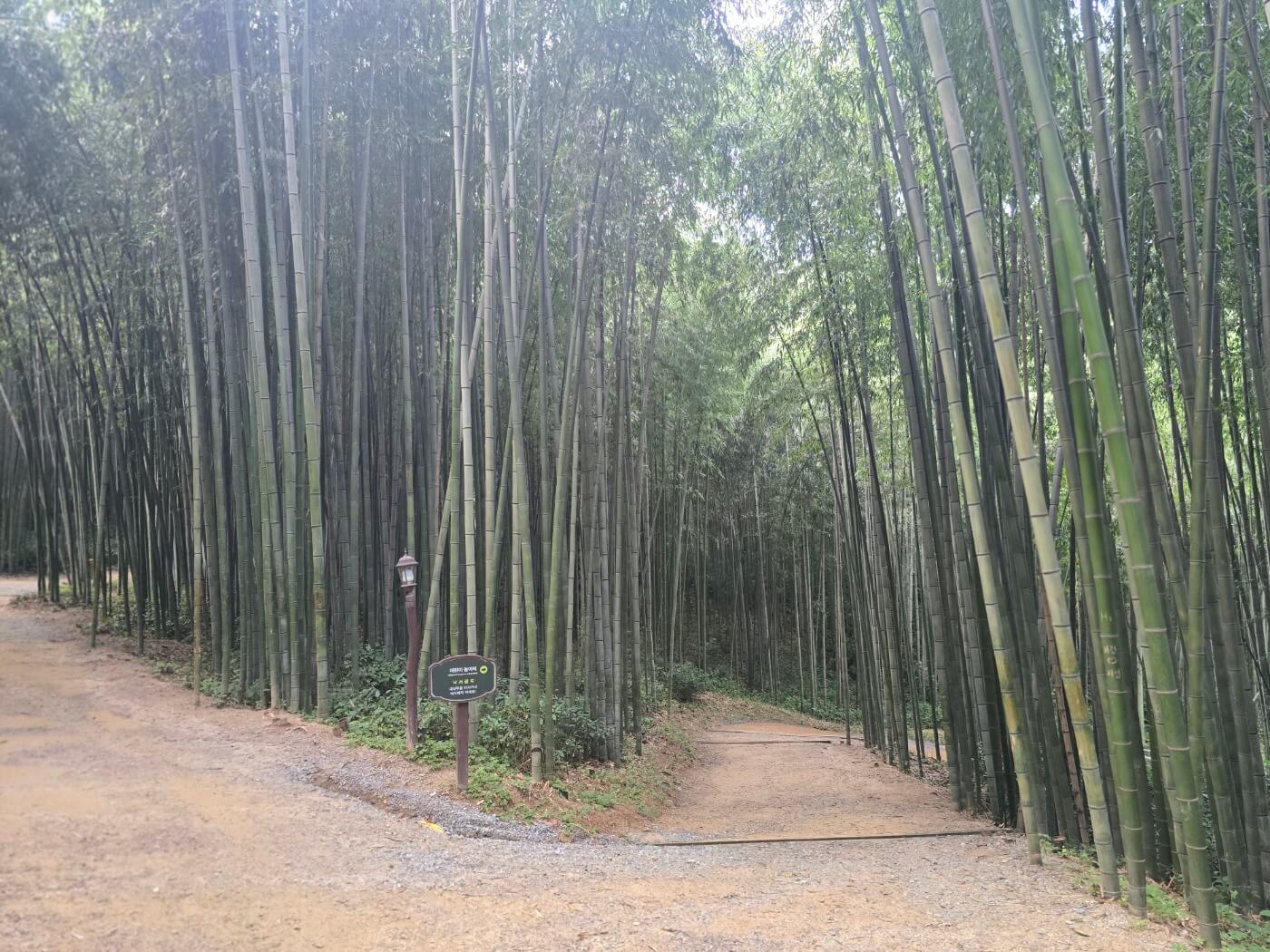 대나무길5