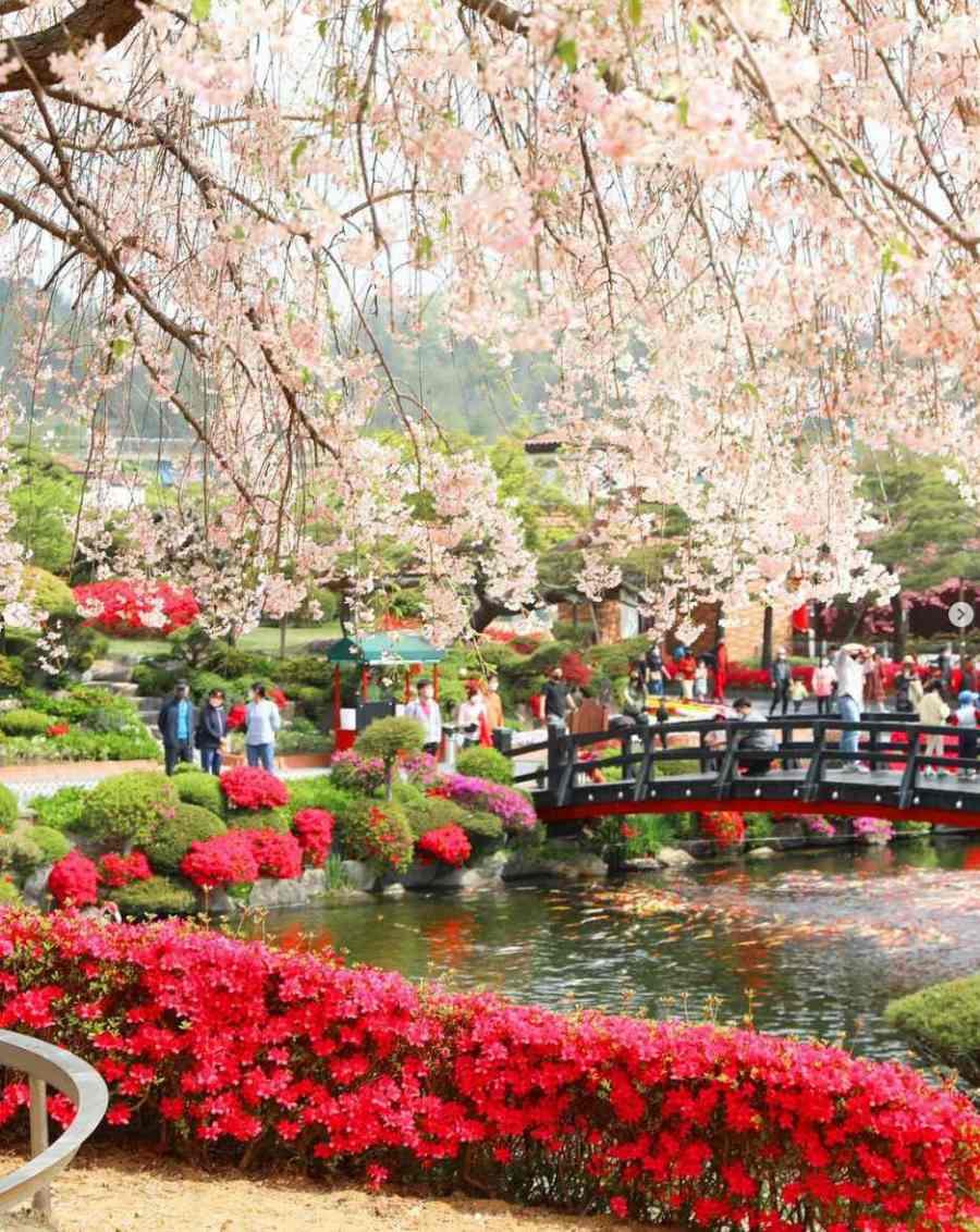 베어트리파크 철쭉제 봄과 철쭉