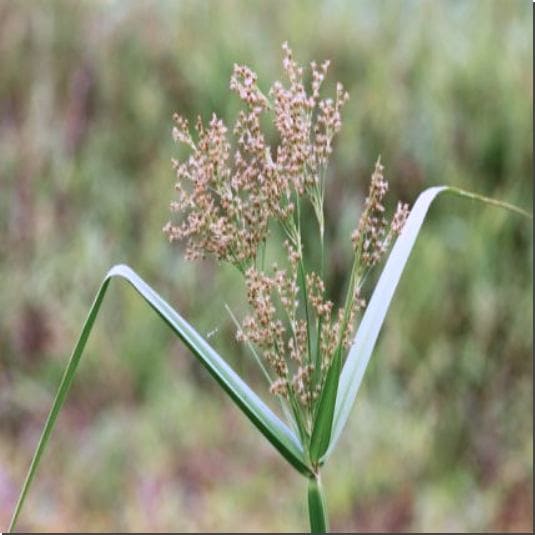 향부자 복용법과 주의점