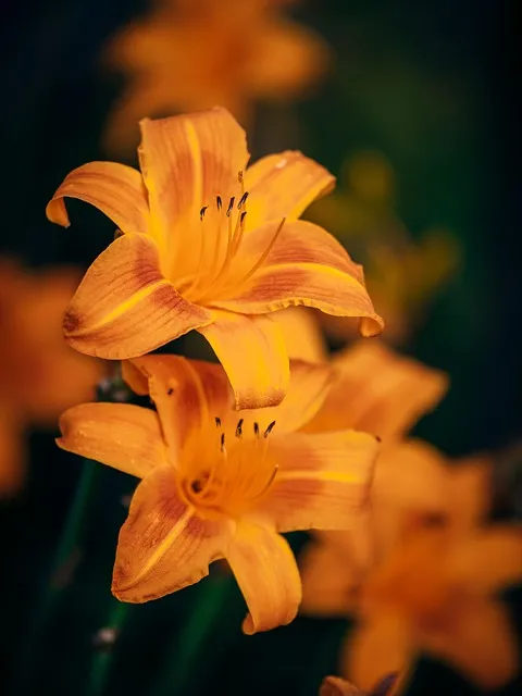 메로구이 뜻 메로구이 생선부위 알아보기_5