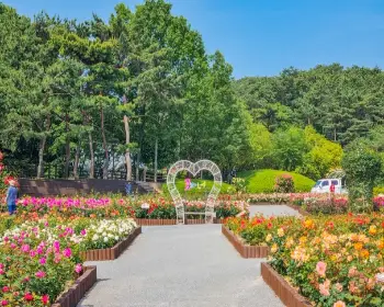 울산대공원 장미축제_8