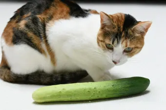고양이 죽을 수 있는 3가지 증상과 응급 대처_22