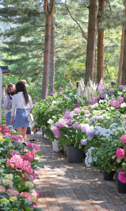 아침고요 수국 전시회