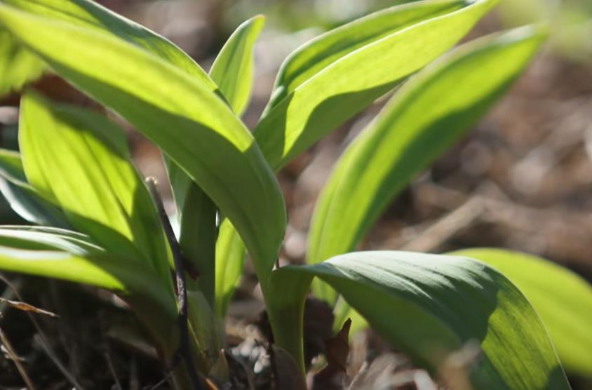 다 자란 생방송투데이 명이나물