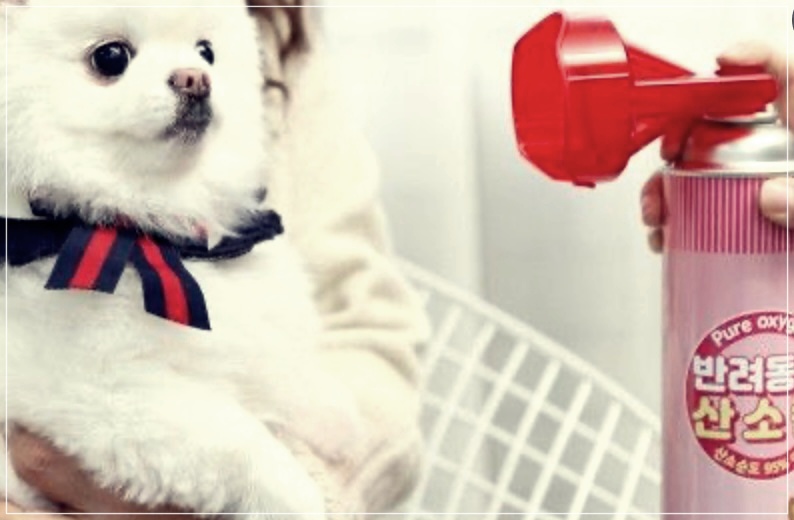 산소캔의 효능&#44; 구입처&#44; 그리고 장단점에 대하여