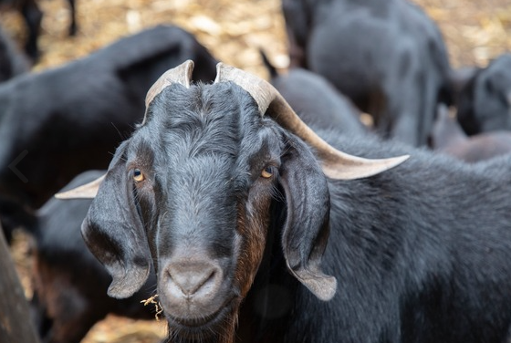 흑염소진액 효능 - 흑염소