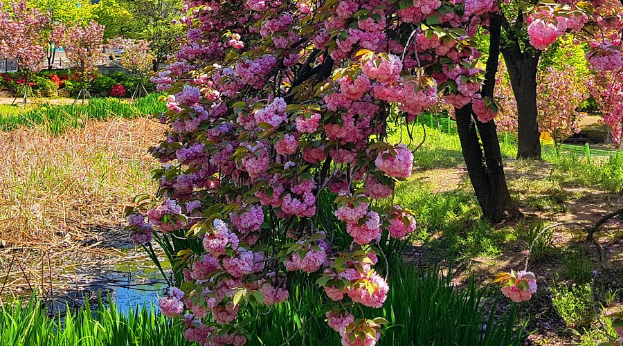 대구 월곡역사공원 겹벚꽃 정보