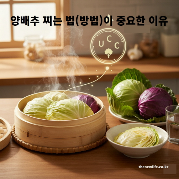 양배추 찌는 방법(법)이 중요한 이유 – 비타민 U, C, 설포라판이 살아있는 찐 양배추