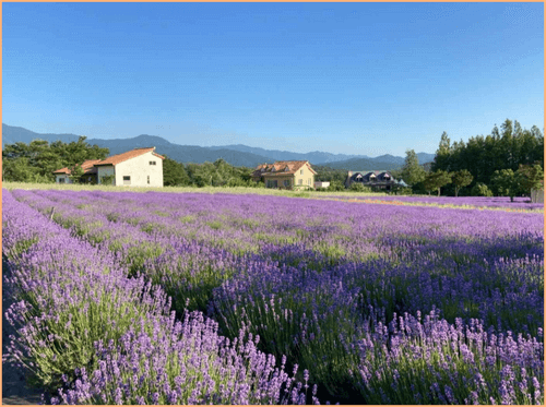 고성 라벤더축제