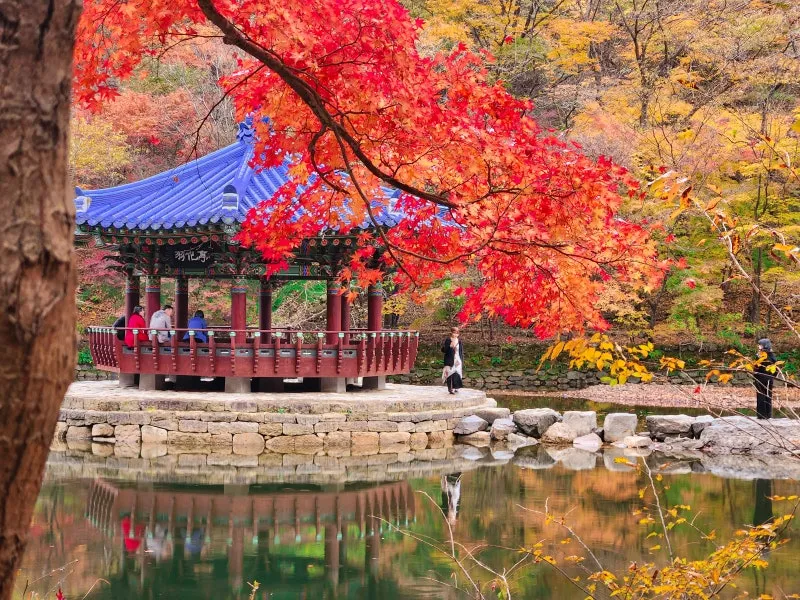 내장산 단풍 명소 단풍시기 산책로 사진스팟 한눈에_5
