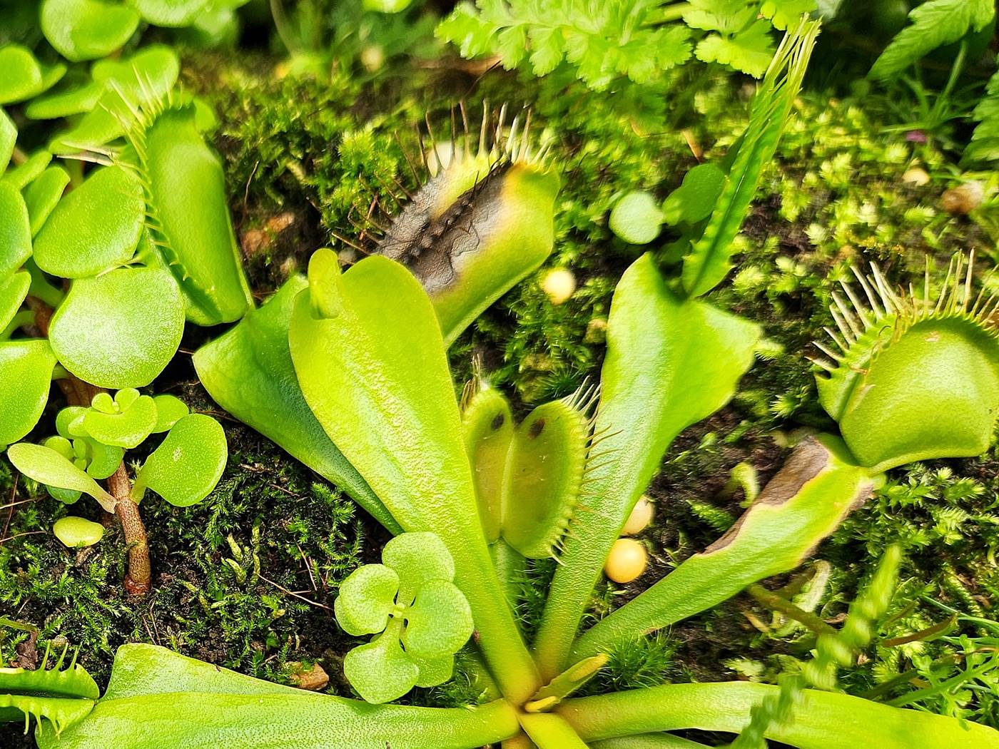 파리지옥 Dionaea