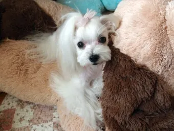 노령견 신부전2기 자연식 화식 레시피 건강식_19