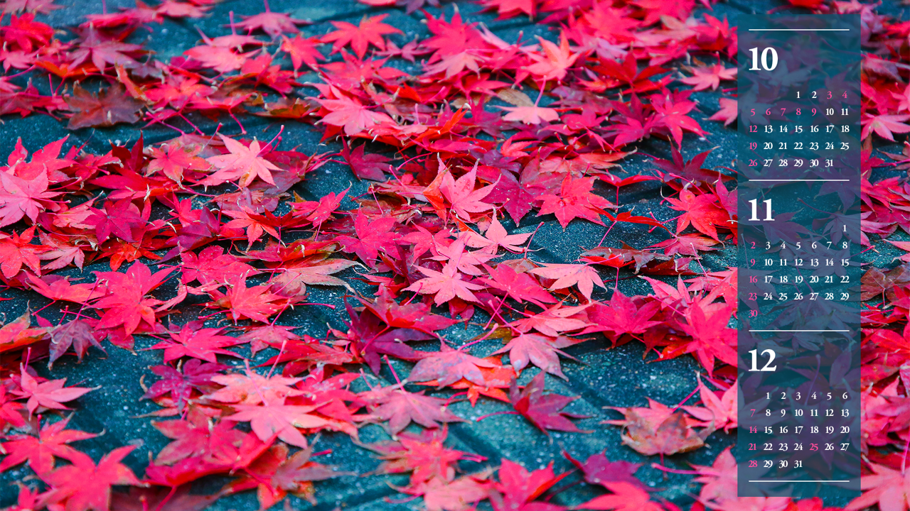 10 바닥에 떨어진 단풍잎 B - 2025년11월 노트북배경화면
