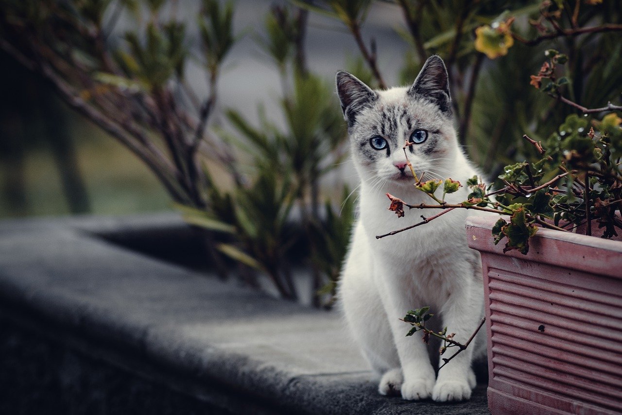 고양이
