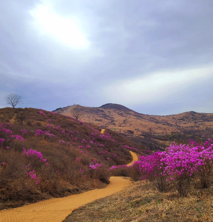 2025년 황매산 철쭉축제&amp;#44; 황매산 철쭉축제 날짜&amp;#44; 황매산 철쭉축제기간