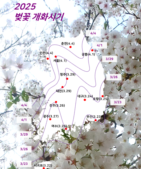 2025 벚꽃축제 벚꽃명소 벚꽃개화 벚꽃관측장소 벚꽃개화시기