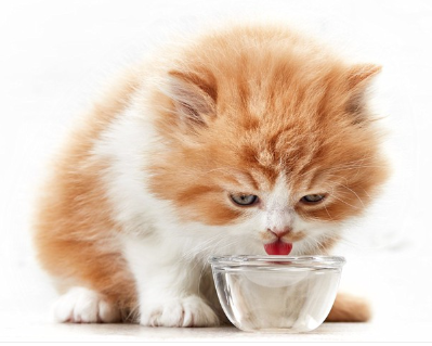 물을 마시는 갈색 아기 고양이.