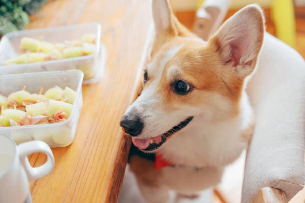 강아지에게 좋은 단백질 공급원