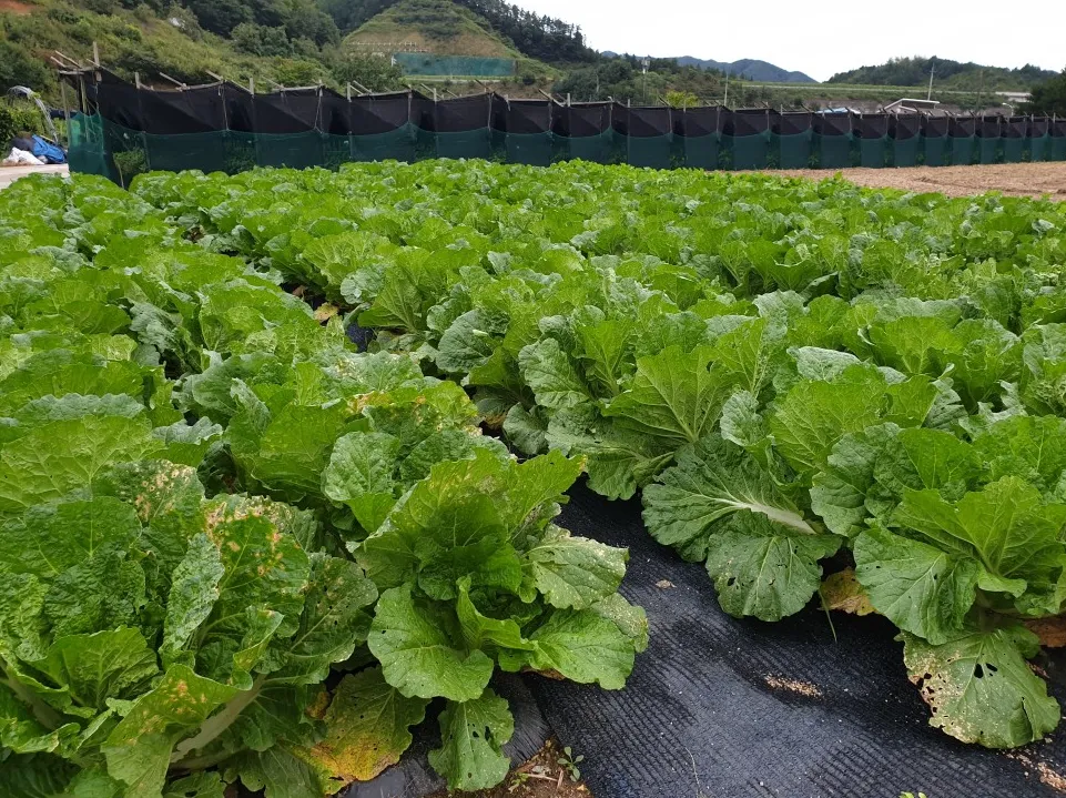 배추 재배 정식 시기 석회 뿌리기 벌레 예방_7
